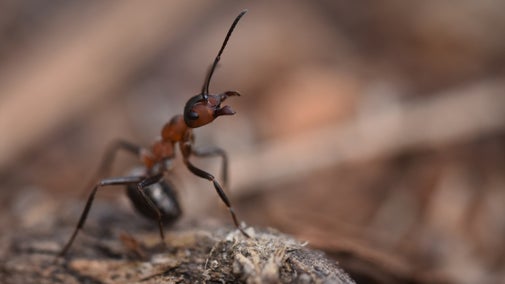 Wood ant